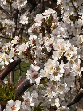 White cherry blossoms on branches with some young green leaves Stock Photos