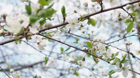 White cherry blossoms on branches, swaying in the wind Stock Footage 130247476