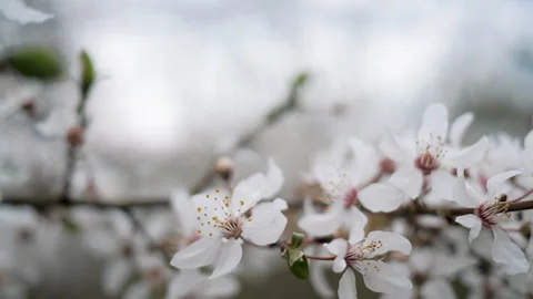 White cherry blossoms on a cherry tree close-up. Stock Footage 267903341
