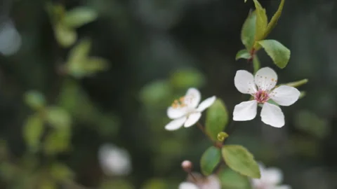 White cherry blossoms on a cherry tree close-up. Stock Footage 267904622