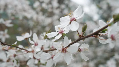 White cherry blossoms on a cherry tree close-up. A branch of a cherry tree. Stock Footage 268308877