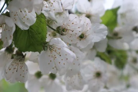 White cherry blossoms on cherry tree Stock Photos