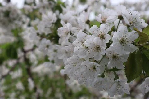 White cherry blossoms on cherry tree Stock Photos