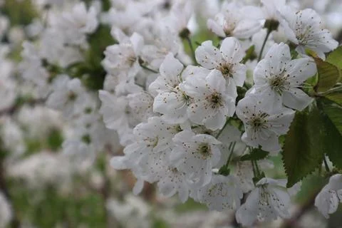 White cherry blossoms on cherry tree 스톡 사진