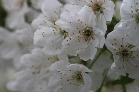White cherry blossoms on cherry tree Stock Photos