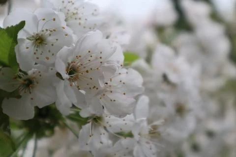 White cherry blossoms on cherry tree Stock Photos