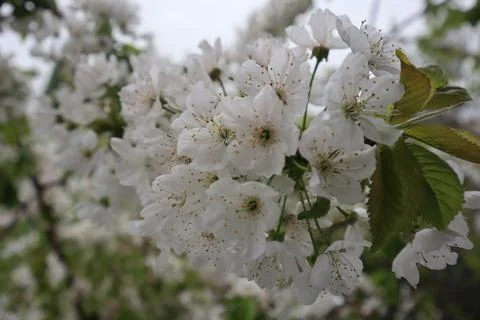 White cherry blossoms on cherry tree Stock Photos