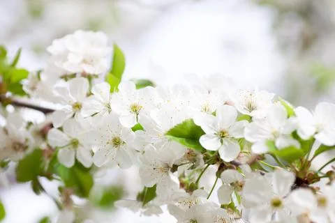 White cherry blossoms close-up. Cherry branch with young green leaves and snow Stock Photos