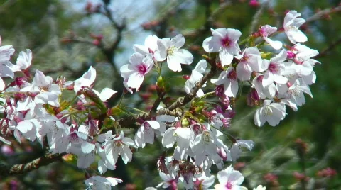 White cherry blossoms (closeup) Stock Footage 361024