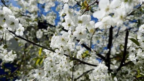 White cherry blossoms cluster on dark spring branches against a vivid blue sky Stock Footage 338354475