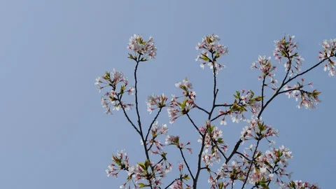 White cherry blossoms dancing in the wind under the blue sky Vídeos de archivo 107746915