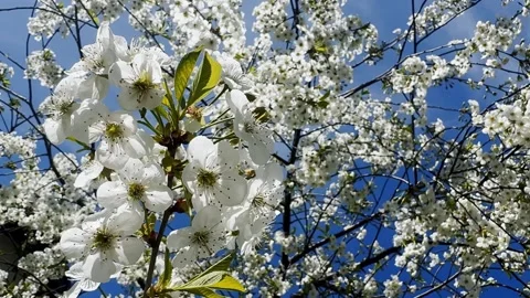 White cherry blossoms fill the frame against a clear blue sky, with sunlit Stock Footage 337736547
