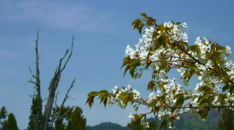 White cherry blossoms Stock Footage 357811