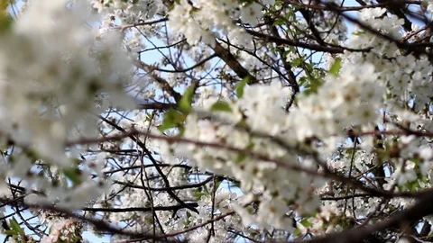 White Cherry Blossoms Stock Footage 99118579