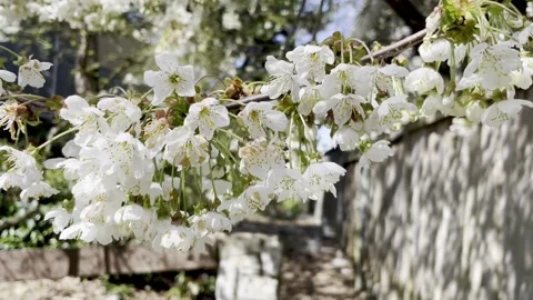 White Cherry Blossoms Video stock 240207748