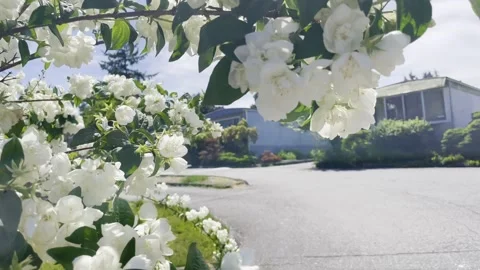 White cherry blossoms Video stock 243610996