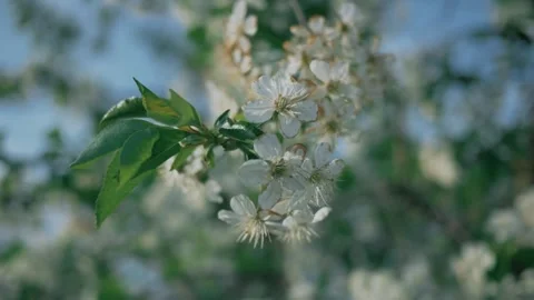 White cherry blossoms in full bloom under a clear blue sky, set in a garden Stock Footage 331185336