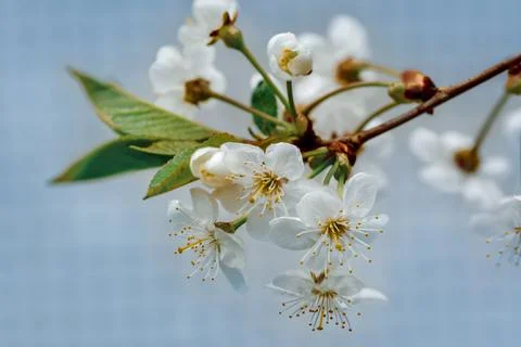 White Cherry Blossoms in Full Bloom Against a Soft Blue Background Stock Photos