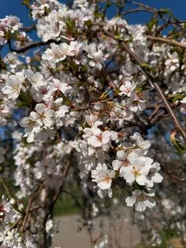 White cherry blossoms in full bloom under a blue sky Stock Photos