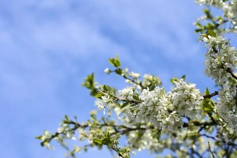 White Cherry Blossoms in Full Bloom Against Clear Blue Sky Foto stock