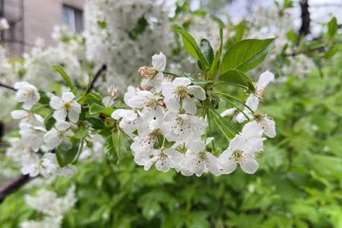 White cherry blossoms gently swaying on branches in spring breeze Stock Footage 336234194