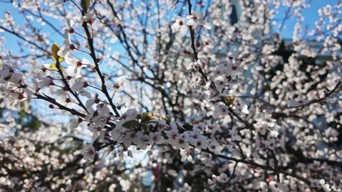 White Cherry Blossoms Glowing In Spring Sunlight Stock Footage 342142633
