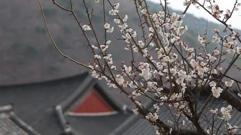 White Cherry Blossoms in Korea Stock Footage 104418477