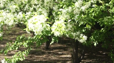White Cherry Blossoms, Lower Branches Stock Footage 50320023
