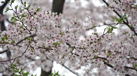 White Cherry blossoms movement and panning with the wind high definition. Stock Footage 49215218