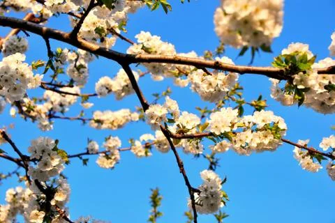 White cherry blossoms Stock Photos