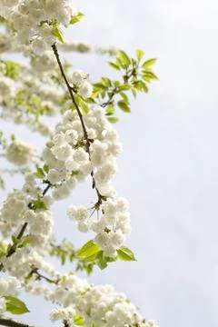 White cherry blossoms Stock Photos