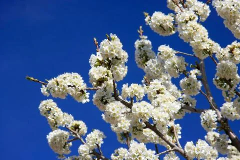White cherry blossoms Stock Photos