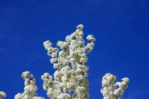 White cherry blossoms Stock Photos