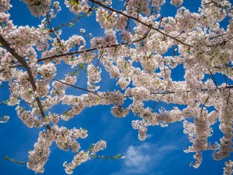 White cherry blossoms 库存照片