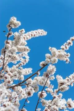 White cherry blossoms Foto stock