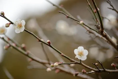 White cherry blossoms Stock Photos