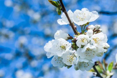 White Cherry Blossoms Stock Photos