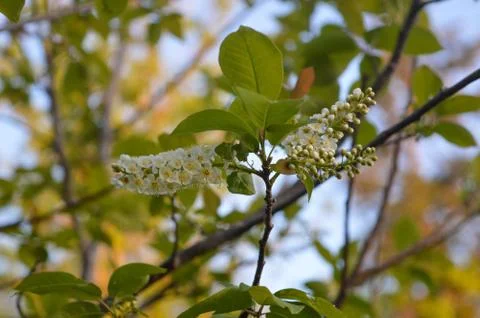 White Cherry Blossoms Foto stock