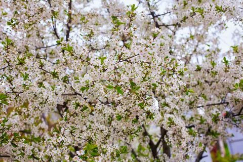 White Cherry Blossoms Stock Photos