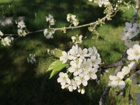 White cherry blossoms Stock Photos