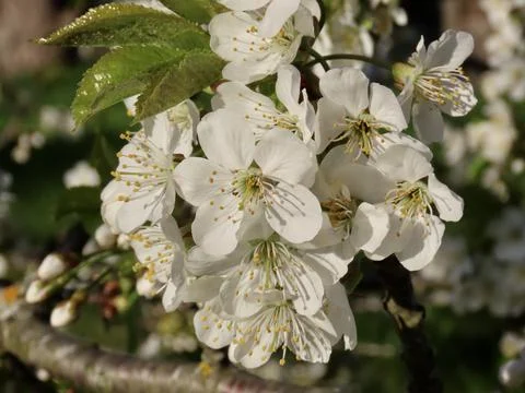 White cherry blossoms Stock Photos