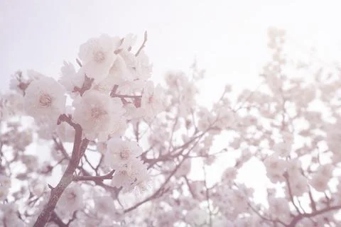 White Cherry Blossoms. Stock Photos
