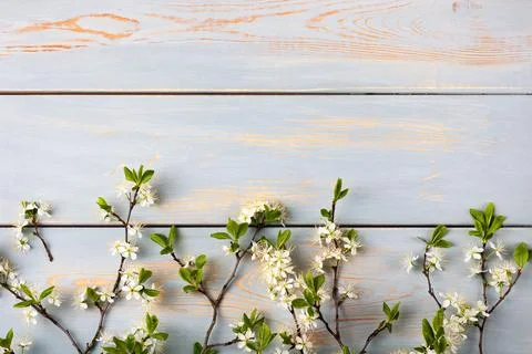 White cherry blossoms Stock Photos