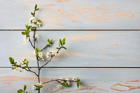 White cherry blossoms Stock Photos