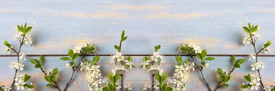 White cherry blossoms Stock Photos