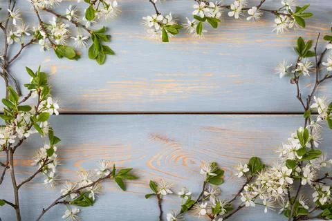 White cherry blossoms Stock Photos
