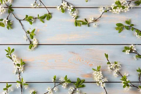 White cherry blossoms Stock Photos