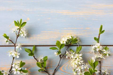 White cherry blossoms Stock Photos