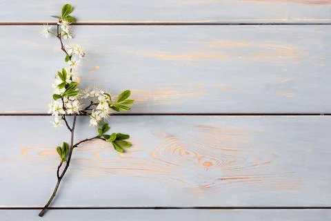 White cherry blossoms Stock Photos