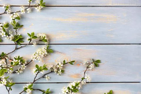 White cherry blossoms Stock Photos